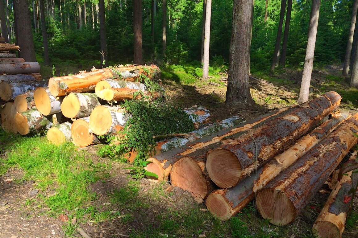 Nordic Walk: Holzgeruch im Wald