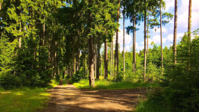 Trail Running im Schneckengrüner Wald