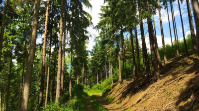 Trail Running im Schneckengrüner Wald mit Höhenmetern